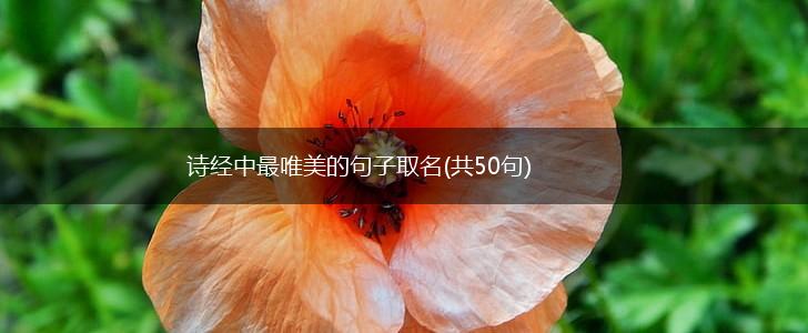 诗经中最唯美的句子取名(共50句),第1张