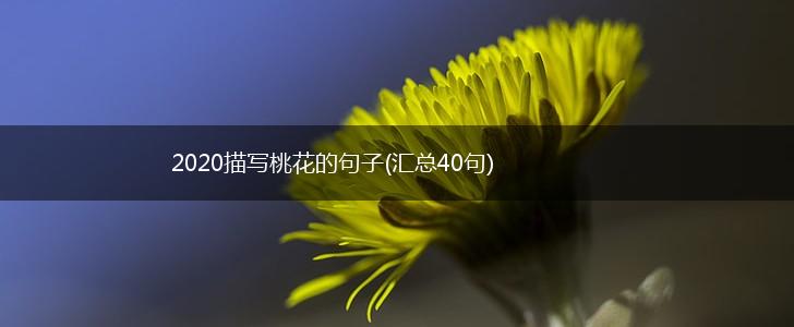 2020描写桃花的句子(汇总40句),第1张