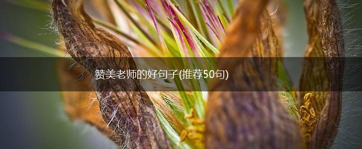 赞美老师的好句子(推荐50句),第1张