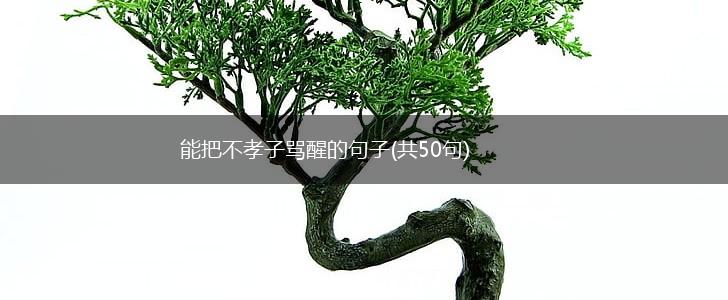 能把不孝子骂醒的句子(共50句),第1张