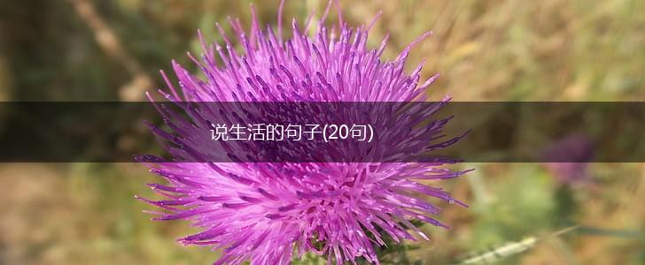 说生活的句子(20句),第1张