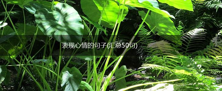 表现心情的句子(汇总50句),第1张