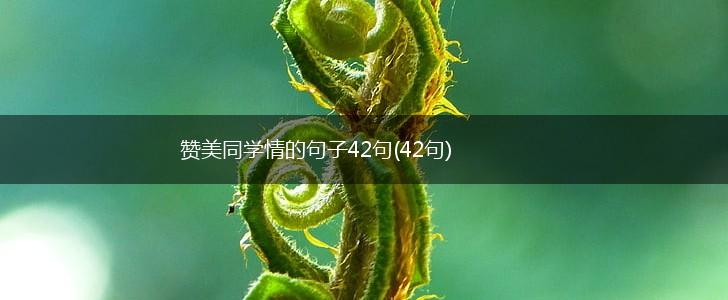 赞美同学情的句子42句(42句),第1张