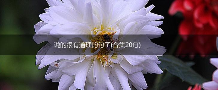 说的很有道理的句子(合集20句),第1张