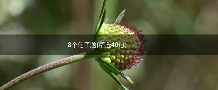 8个句子题(精选40句),第1张