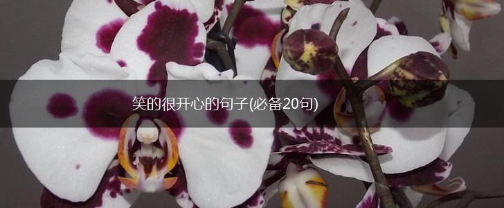笑的很开心的句子(必备20句),第1张
