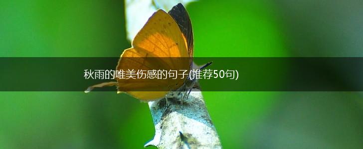 秋雨的唯美伤感的句子(推荐50句),第1张