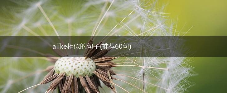 alike相似的句子(推荐60句),第1张