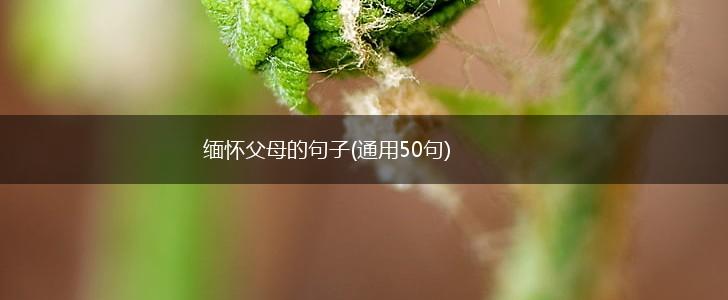 缅怀父母的句子(通用50句),第1张