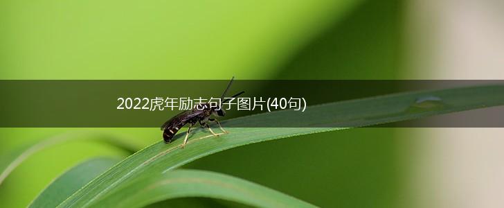 2022虎年励志句子图片(40句),第1张