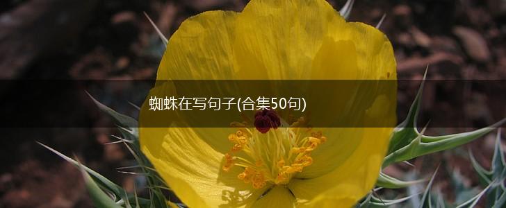 蜘蛛在写句子(合集50句),第1张