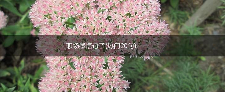 职场感悟句子(热门20句),第1张