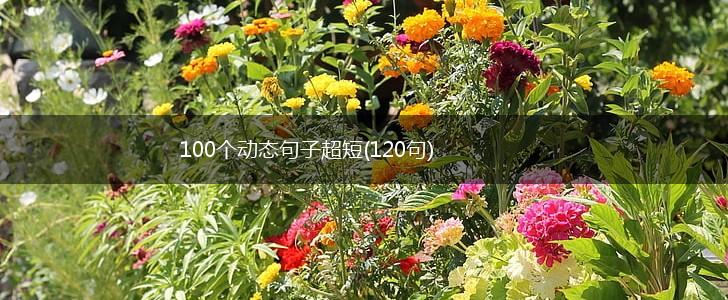 100个动态句子超短(120句),第1张