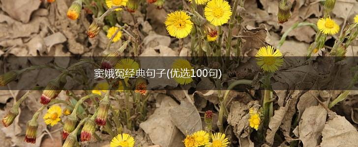 窦娥冤经典句子(优选100句),第1张