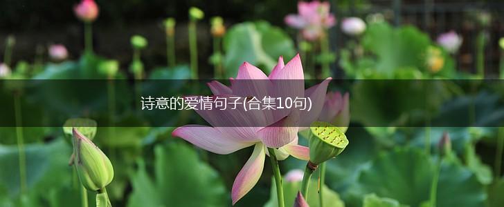 诗意的爱情句子(合集10句),第1张