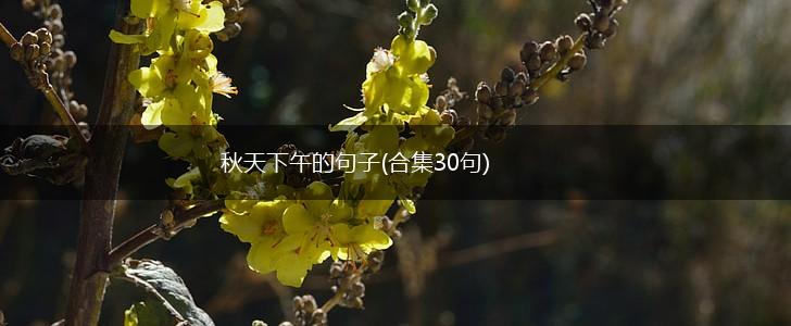 秋天下午的句子(合集30句),第1张