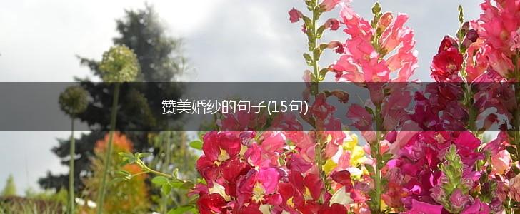 赞美婚纱的句子(15句),第1张