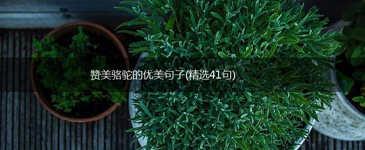 赞美骆驼的优美句子(精选41句),第1张