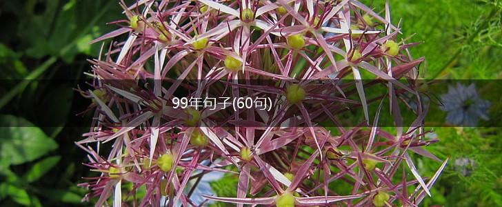 99年句子(60句),第1张