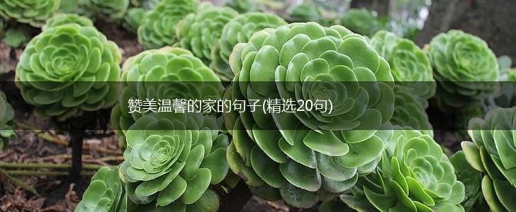 赞美温馨的家的句子(精选20句),第1张