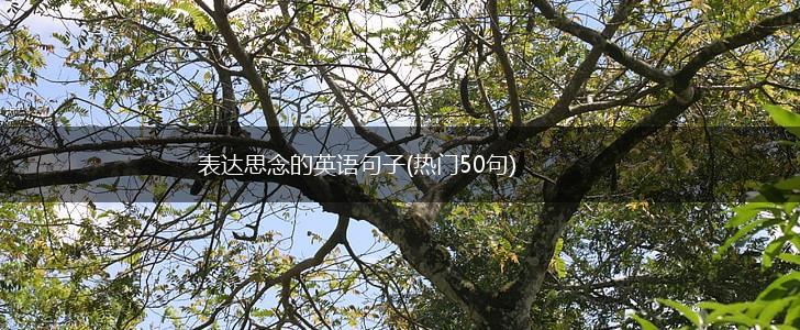 表达思念的英语句子(热门50句),第1张