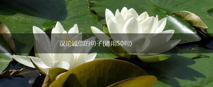 议论诚信的句子(通用50句),第1张