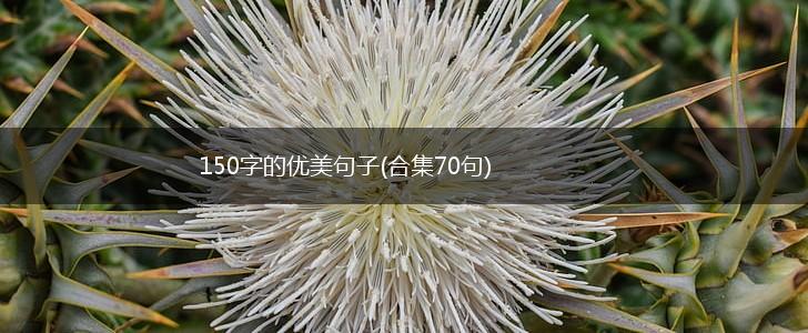 150字的优美句子(合集70句),第1张