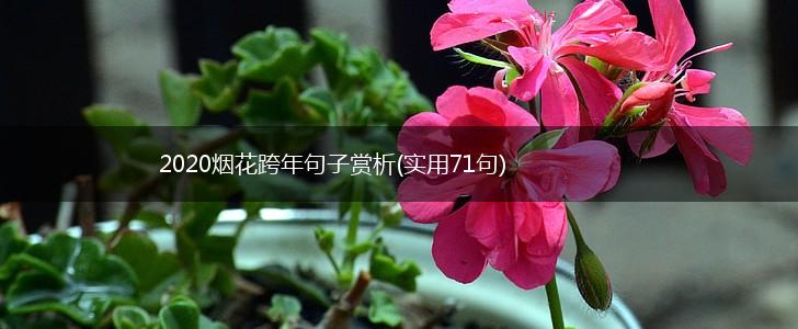 2020烟花跨年句子赏析(实用71句),第1张