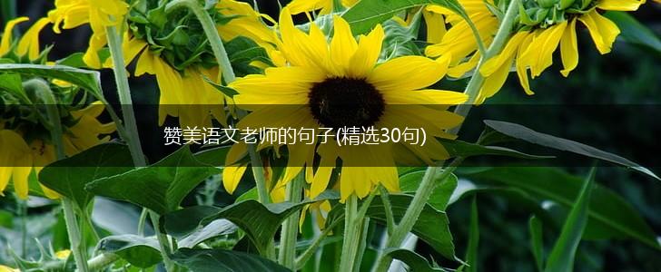 赞美语文老师的句子(精选30句),第1张