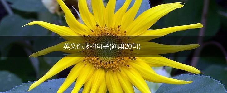 英文伤感的句子(通用20句),第1张