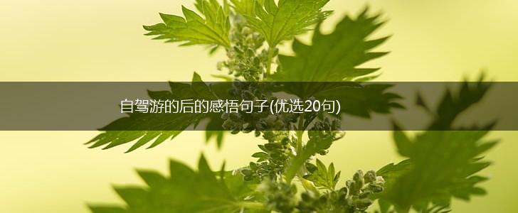 自驾游的后的感悟句子(优选20句),第1张