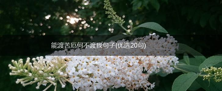 能渡苦厄何不渡我句子(优选20句),第1张