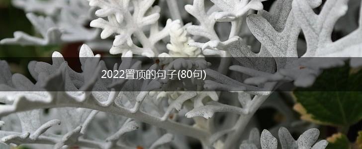 2022置顶的句子(80句),第1张