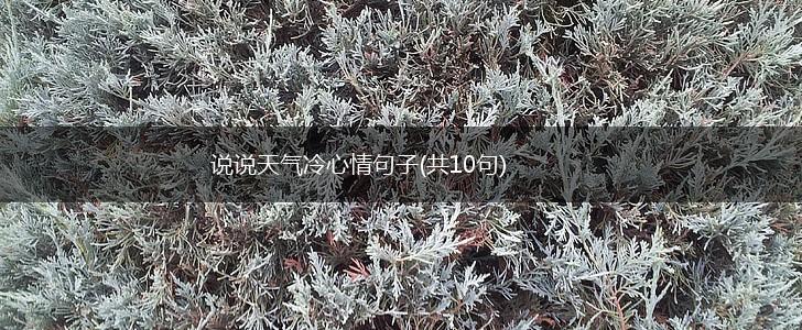 说说天气冷心情句子(共10句),第1张