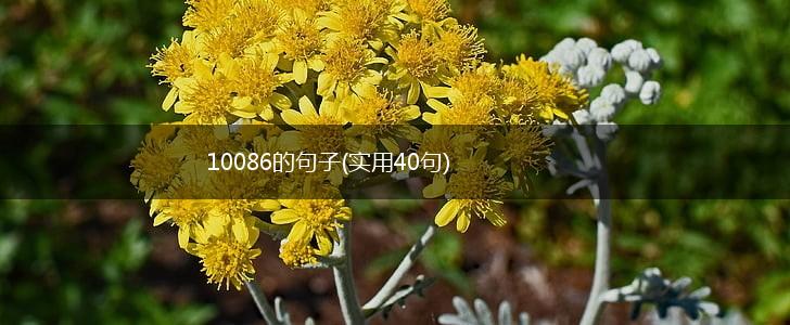 10086的句子(实用40句),第1张