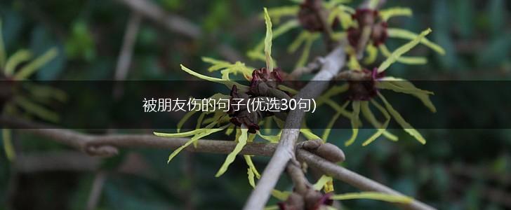 被朋友伤的句子(优选30句),第1张