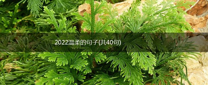 2022温柔的句子(共40句),第1张