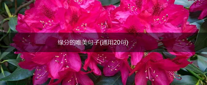 缘分的唯美句子(通用20句),第1张