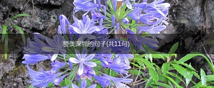 赞美深圳的句子(共11句),第1张