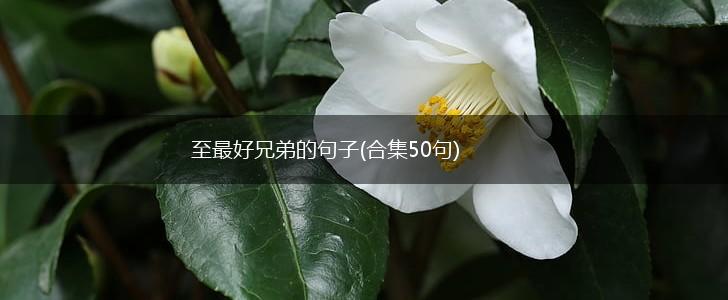 至最好兄弟的句子(合集50句),第1张