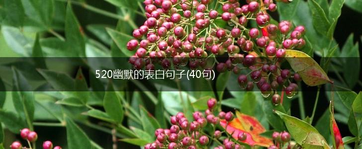 520幽默的表白句子(40句),第1张