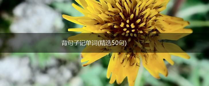 背句子记单词(精选50句),第1张