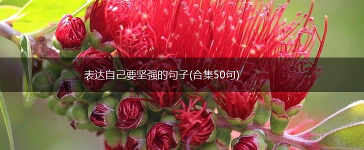 表达自己要坚强的句子(合集50句),第1张