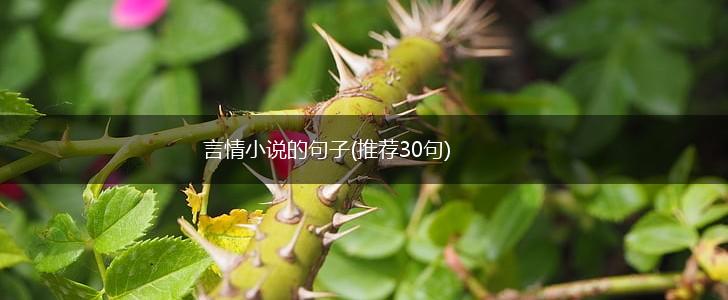 言情小说的句子(推荐30句),第1张