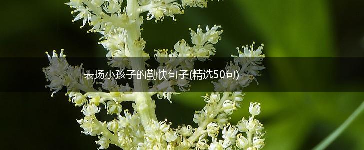 表扬小孩子的勤快句子(精选50句),第1张