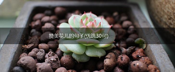 赞美花儿的句子(优选30句),第1张