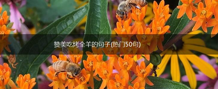 赞美吃烤全羊的句子(热门50句),第1张