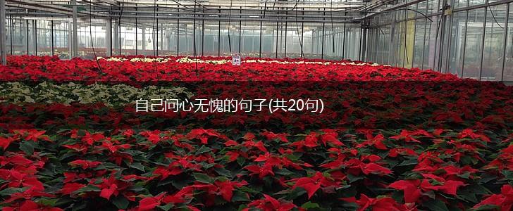 自己问心无愧的句子(共20句),第1张