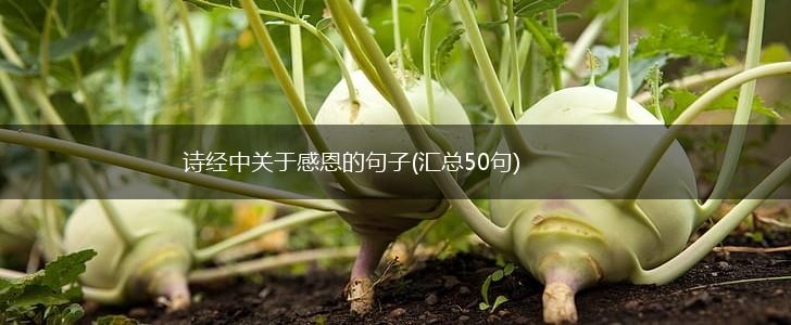诗经中关于感恩的句子(汇总50句),第1张