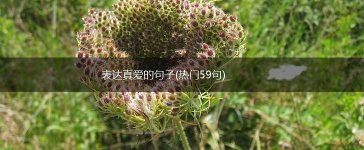 表达真爱的句子(热门59句),第1张